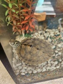 höckerschildkröten