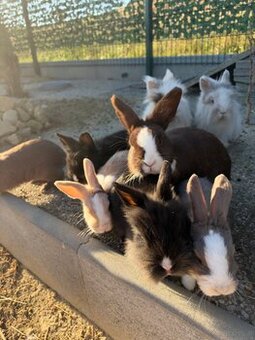 Kaninchen