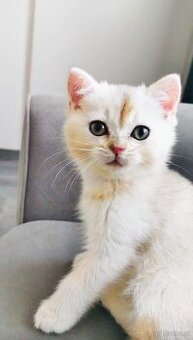 BKH Kitten (Champion Titel)