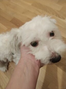 Hund Malteser