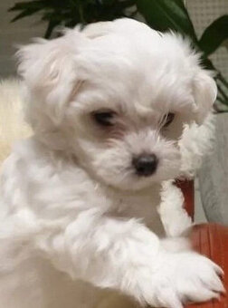 Malteser Welpen