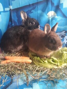 Zwergkaninchen Babys zu vergeben