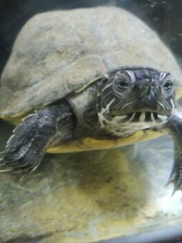 Wasserschildkröte