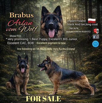 Langhaariger Deutscher Schäferhund mit FCI-Stammbaum