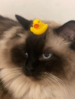 Ragdoll Kater Harley