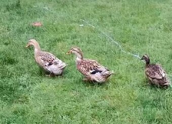 Enten