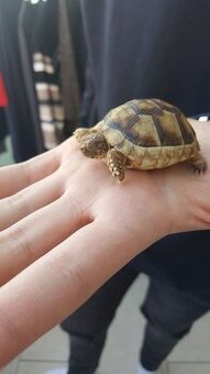 Breitrandschildkröte