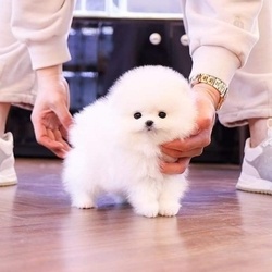 Reinrassige Teacup Pomeranian Welpen (Rüde und Hündin) verfü