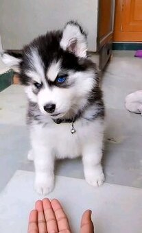 Siberian Husky Welpen zu verkaufen