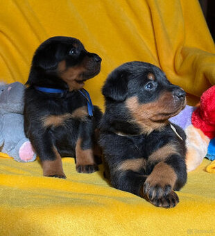 Beauceron-Welpen