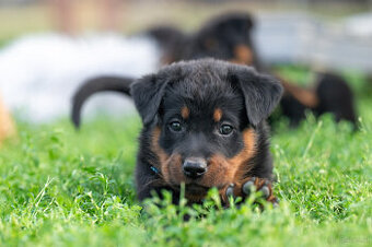 Beauceron-Welpen