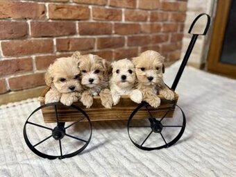 Maltipoo