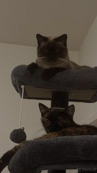 Siam Katze & Schildpatt Katze Geschwister