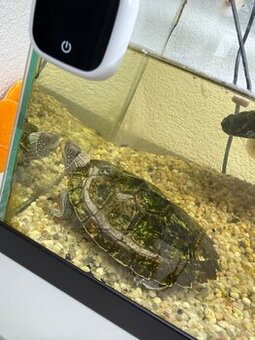 Wasserschildkröte