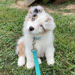 Australian Shepherd Welpen zur Adoption