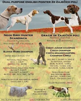 Englisch pointer / Vorstehhund