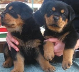 Wunderschöne registrierte Rottweiler-Welpen