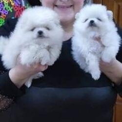 Erstklassige Pomeranian-Welpen verfügbar