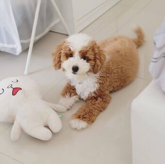 Pudelwelpen zu verkaufen.