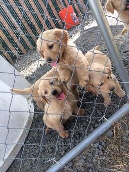 Golden Retriever Welpen (Rüden und Hündinnen)