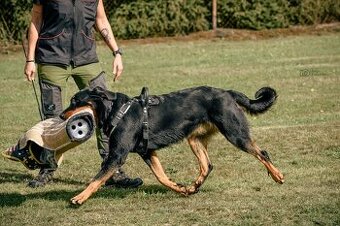 Zuverlässige Zuchtstätte für Beauceron-Hunde