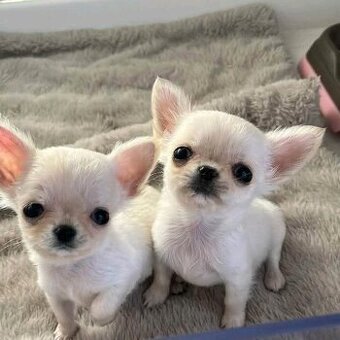 Chihuahua-Welpen zu verkaufen