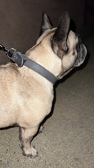 Französische Bulldogge