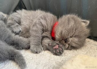 BKH Kitten