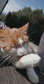 Kater sucht neues Zuhause