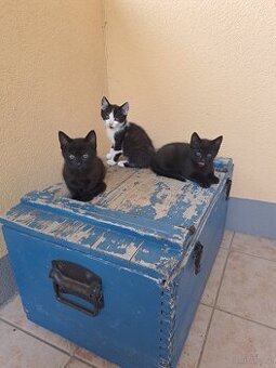 Katzenbabys
