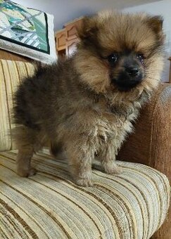 Pomeranian zwergspitz