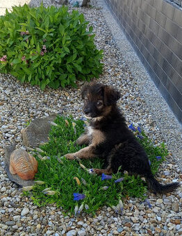 Schäferhund Welpe Mischling