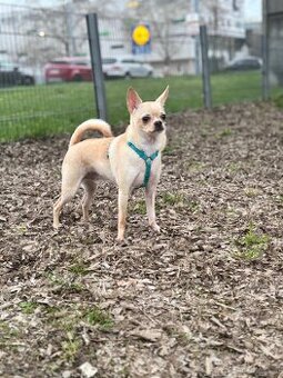 Chihuahua mischling
