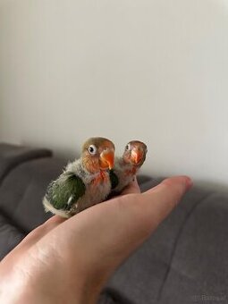 Junges Agaporniden-Küken handzahm