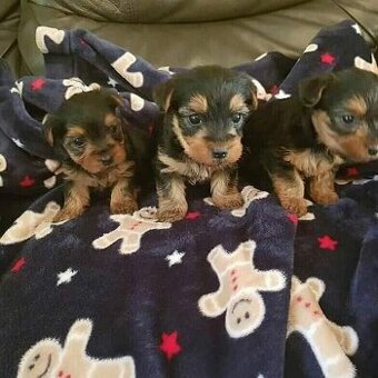 Entzückende männliche und weibliche Yorkie-Welpen