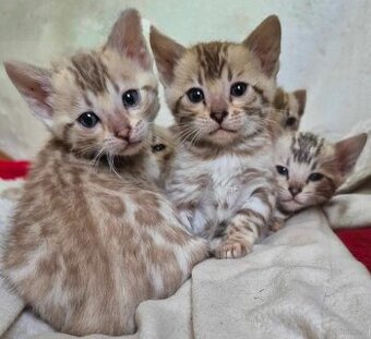 Bengals katzen
