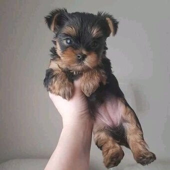 Yorkie-Welpen verfügbar