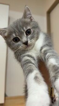 BKH kitten