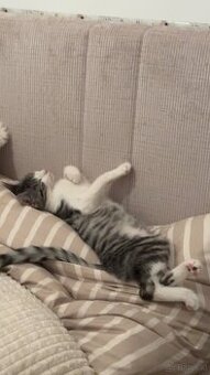 Katze 6 monate gratis