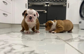 Englische Bulldoggenwelpen
