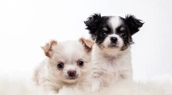 Chihuahua-Welpen abzugeben