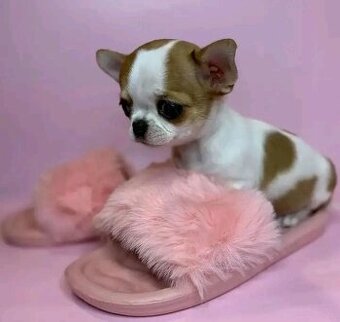 Chihuahua-Welpen suchen ein neues Zuhause