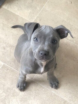 American Pit-Terrier-Welpen