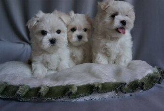 Mini Malteser Welpen