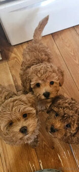 Maltipoo-Welpen abzugeben - 1