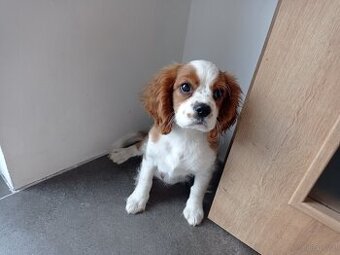 Cavalier King Charles spaniel