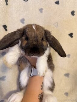 Baby Kaninchen Zwergwidder Mädchen - 1