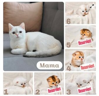 BKH Kitten (Champion Titel)