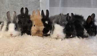Löwenkopf Kaninchen