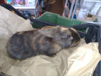 Japaner Kaninchen junge
